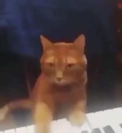 DAMN!! HE PLAYING THAT SHIT!! SING US A SONG, PIANO CAT!!