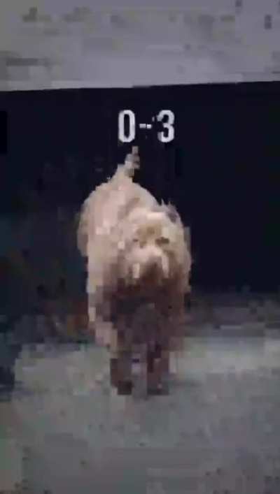 Moldy Pitbull