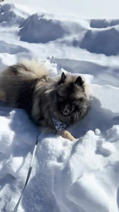 fluffy little snow plow