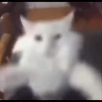Gato