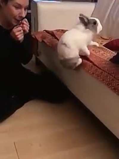 Bunny has a broken jumping function