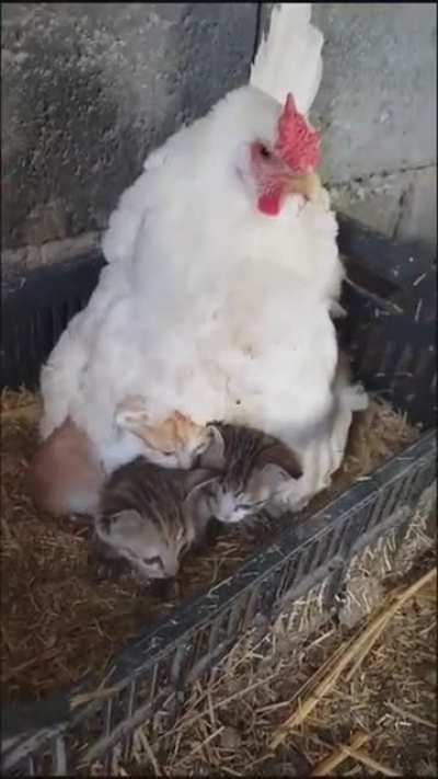 Cozy Family