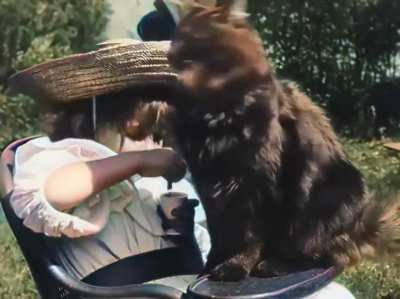 The world's first cat clip ever from 1899, 