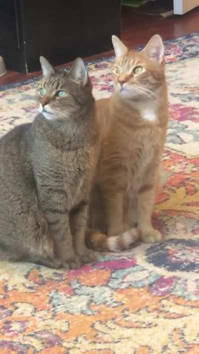 Brothers mirroring