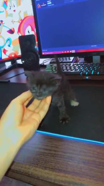 Need help naming my gamer kitty