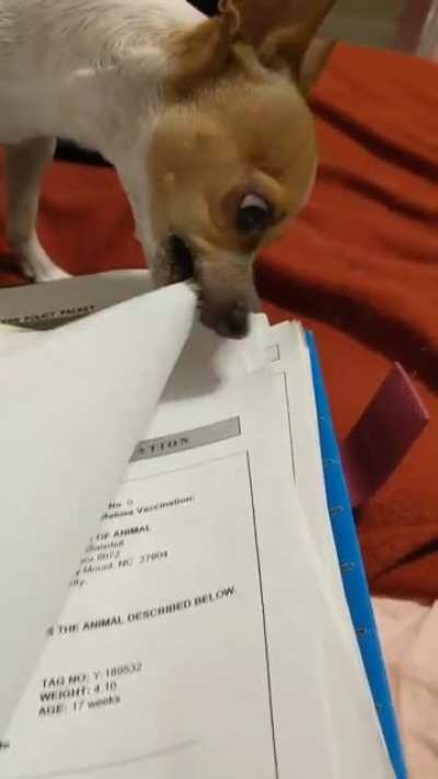 Muffin is a terror