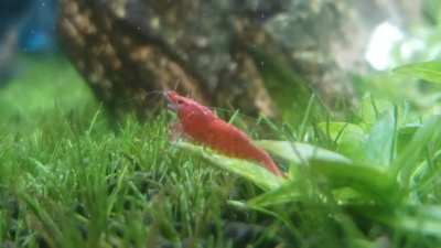 My tank gives me that good brain juice