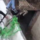 Leopard escaped in India