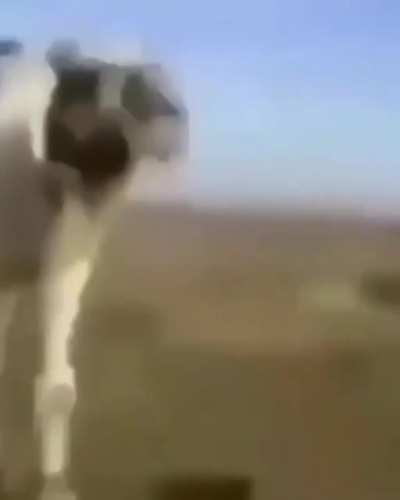 Camello