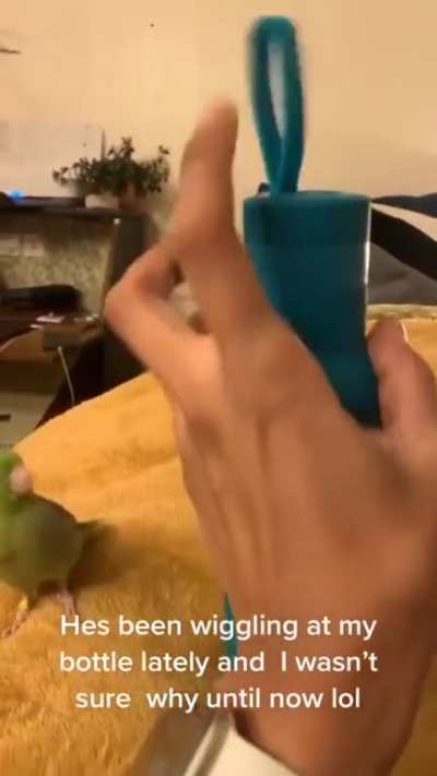 Birb