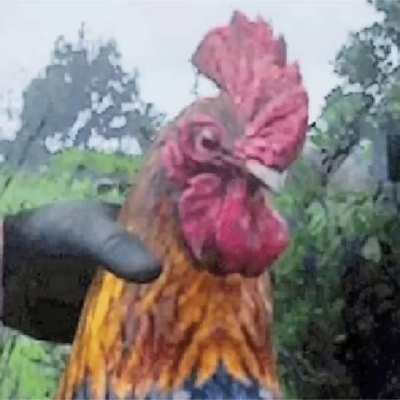 Cuckoo Doo Cluckin Bell