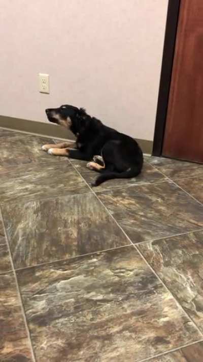 Baby woo at the vet