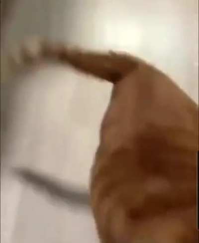cAt BoDy SlAmS fReN