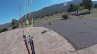 Kangaroo defends earth from an alien invasion
