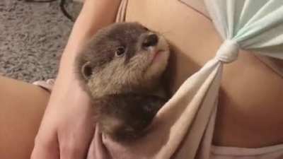 Otterbaby in der Trage
