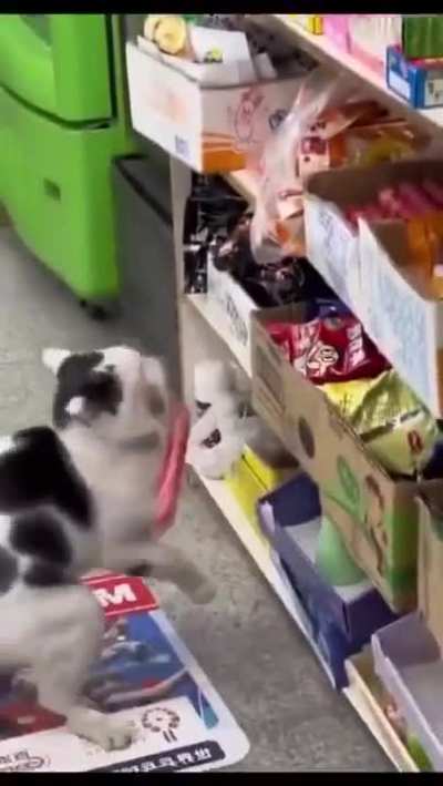 I’s no shiplifturr! I’s took whas meows! I’s see! Is meow! Pawyer!