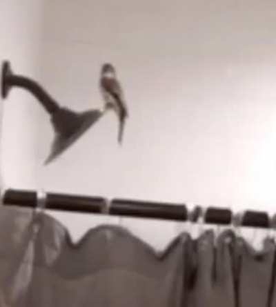 A bird in a shower, what could go wrong?