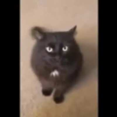 Cat Rule