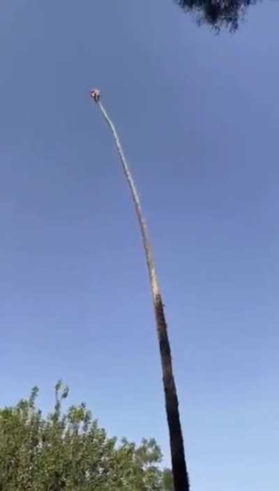 HMRB whilst I wrangle this palm..