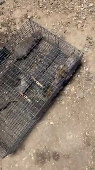 FPV drone takes out BMP-1 with full chassis cope cage, location and date unknown. (Posted April 1st)