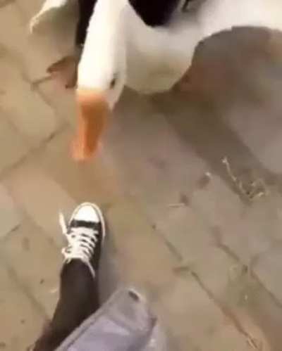 Dog protects owner without hurting geese