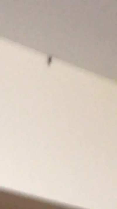 Big spiders plus arachnophobia don’t mix well