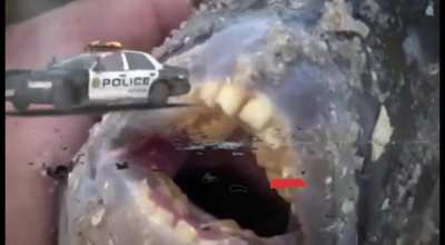 bri'ish fish😳😳😳😳