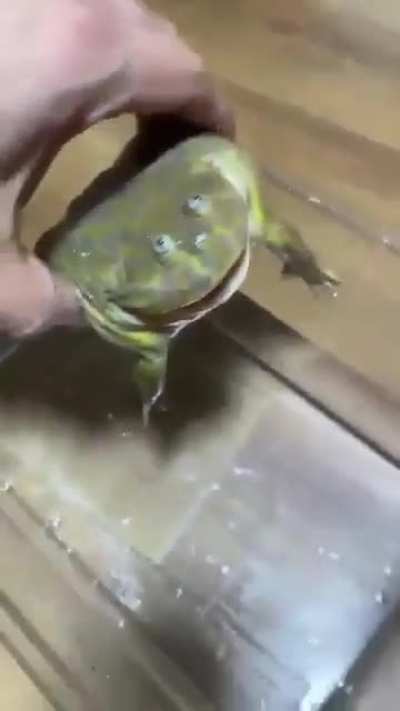 BLEH---