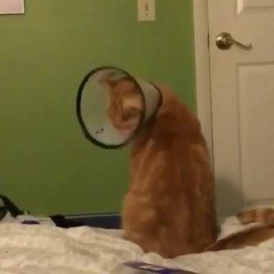 Why...can’t...I...lick...my...self?!