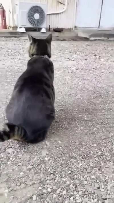 Cat make a perfect ball