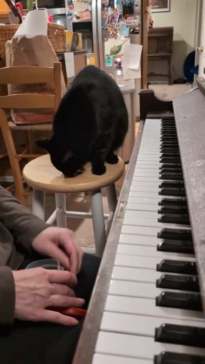 Cat playing a piano duet!