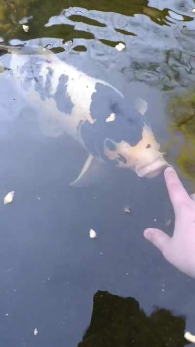 Boop gone wrong!!