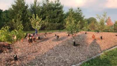 Our chickens love to play follow the leader! 😂