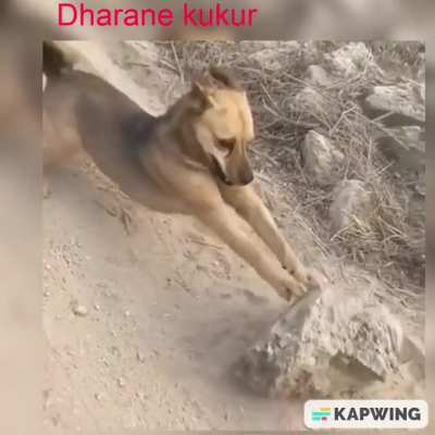 NOC
