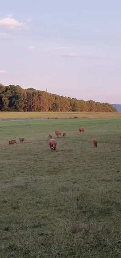 Cow Zoomies