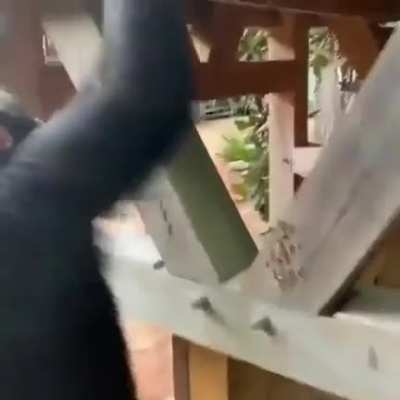 Monkey bro helps out
