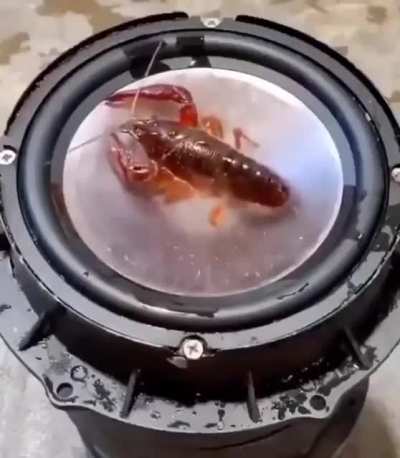 What the lobster doin?