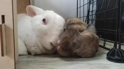 The sweetest couple