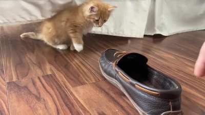 Smol attacker