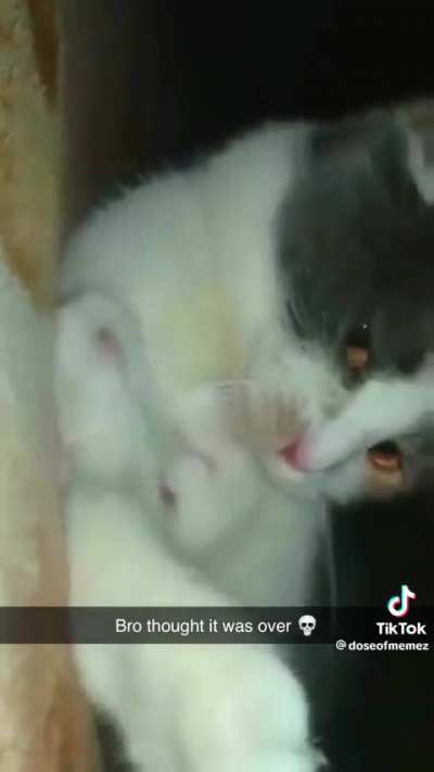 Tadinho 