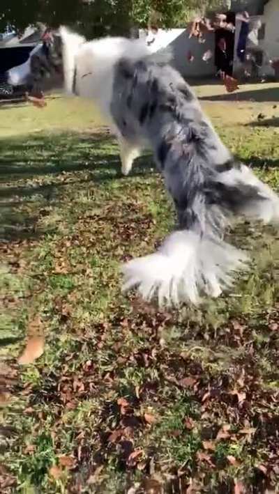 Can’t beleaf this landing.