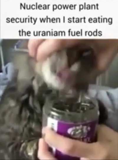 Hungry cat post