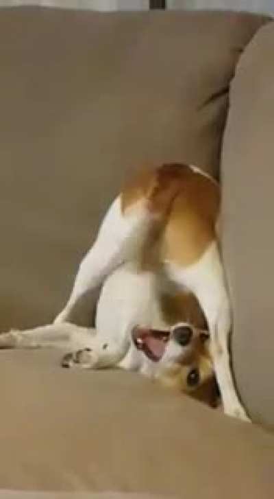 The ultimate Derp