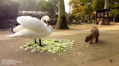 Angry bird vs. chilled herd