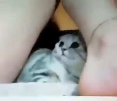 H-hooman ?