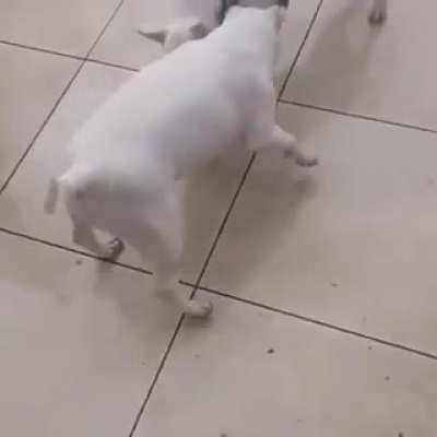 Made a toy for dogs
