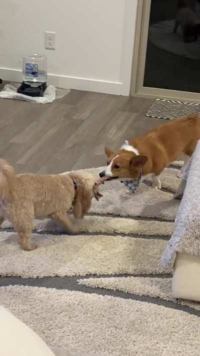 I am fascinated by these 2 dogs interaction. Thoughts?