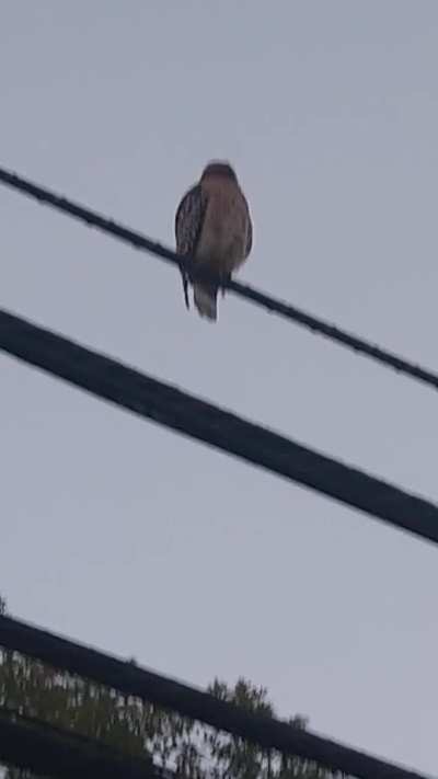 Finally caught this Hawk [Maryland USA]