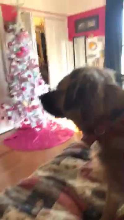 Don’t blow on the dog!