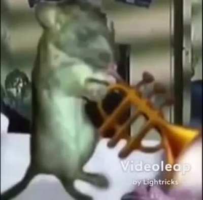 Rat